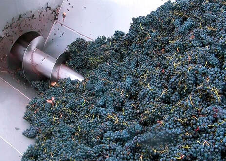 Elaboración de vinos tintos. Proceso de estrujado de la uva