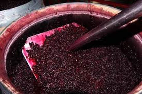 Elaboración de vinos tintos. Proceso de maceración de las uvas