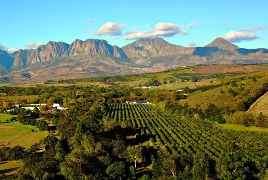 Sudáfrica: descubre su historia, vinos y regiones vinícolas