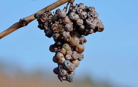 Elaboración vinos licorosos. Uvas con podredumbre noble o botritis