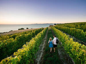 Nueva Zelanda: descubre su historia, mejores vinos y regiones vinicolas