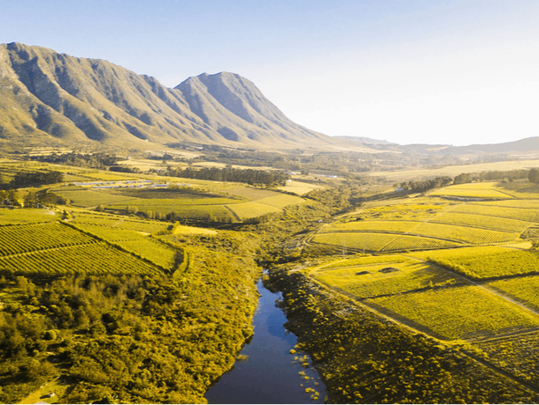 Sudáfrica: descubre su historia, vinos y regiones vinícolas